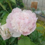 Logis Des Pivoines Holiday home